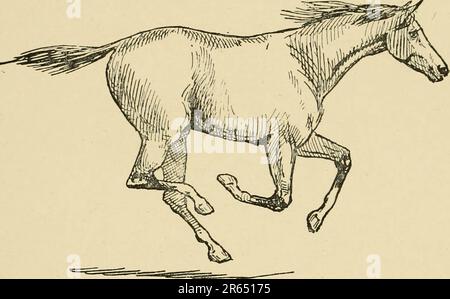 'The horse in the stable and the field : his varieties, management in health and disease, anatomy, physiology, etc.' (1907) Stock Photo