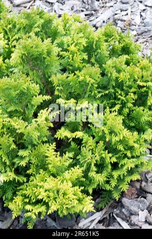 Chamaecyparis pisifera, Chamaecyparis 'Golden Pin Cushion' Dwarf, Tiny, Variety, Cypress, Sawara Cypress Stock Photo