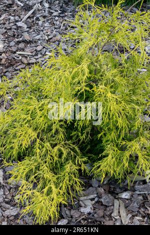 Chamaecyparis pisifera 'Filifera Aurea Nana' Sawara Cypress, Golden Yellow Garden, Coniferous, Tree Stock Photo