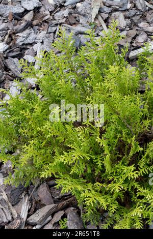 Sawara False Cypress, Chamaecyparis pisifera 'White Pygmy' Stock Photo