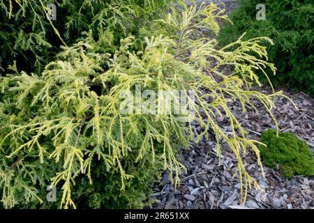 Chamaecyparis pisifera 'Plumosa Compressa Aurea' in Garden Stock Photo