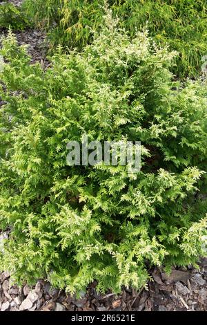 Sawara Cypress, Chamaecyparis pisifera 'Summer Snow' Stock Photo