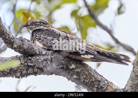 Ladder-tailed Nightjar, aka Nighthawk, Surama, Amerindian village, North Rupununi, Upper Takutu-Upper Essequibo Region, Guyana Stock Photo