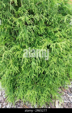 Chamaecyparis pisifera 'Filifera', Sawara Cypress, Chamaecyparis 'Filifera' Stock Photo