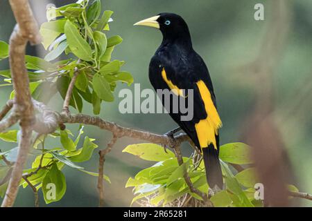 Yellow-rumped Cacique, Surama, Amerindian village, North Rupununi, Upper Takutu-Upper Essequibo Region, Guyana Stock Photo