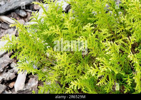 Chamaecyparis pisifera 'White Pygmy'  Sawara Cypress, small and cushion-shaped Stock Photo