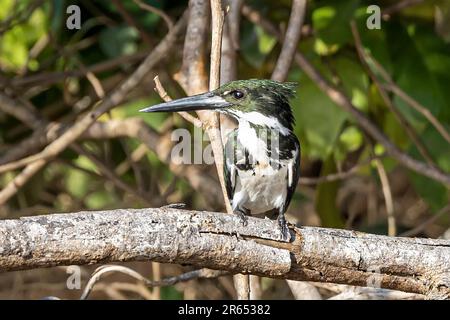 Female, Amazon KIngfisher, Rupununi River, Upper Takutu-Upper Essequibo region, Guyana Stock Photo