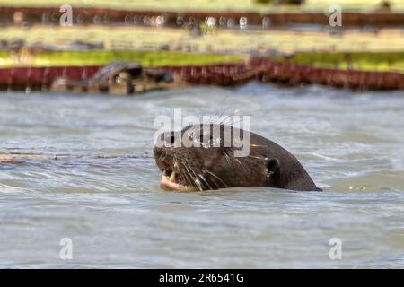 Giant Otters amongst Giant Victoria Amazonica water lillies, Rupununi River, Guyana Stock Photo