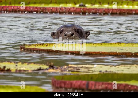 Giant Otters amongst Giant Victoria Amazonica water lillies, Rupununi River, Guyana Stock Photo