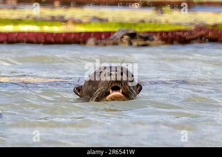 Giant Otters amongst Giant Victoria Amazonica water lillies, Rupununi River, Guyana Stock Photo