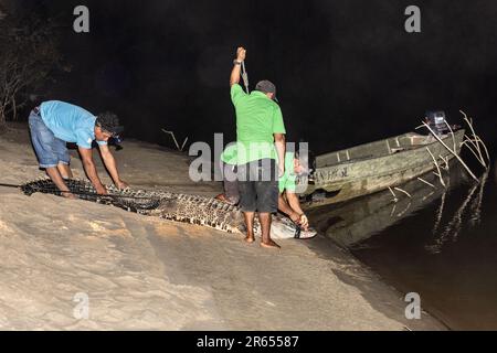 Releasing the Captured Black Caiman for research purposes,at night, Rupununi River, Rupununi Savannah,  Upper Takutu-Upper Essequibo region, Guyana Stock Photo