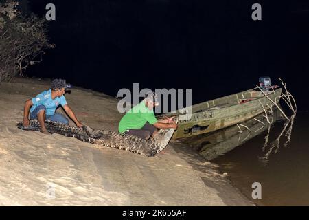 Releasing the Captured Black Caiman for research purposes,at night, Rupununi River, Rupununi Savannah,  Upper Takutu-Upper Essequibo region, Guyana Stock Photo