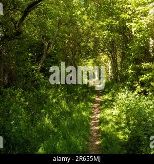 A romantic tree tunnel on the walk between Warcop and Sandford villages, Eden Valley, Cumbria, UK Stock Photo