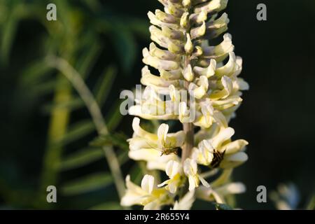 Sophora foxtail, Sophora alopecuroides, Sophora vulgaris, perennial medicinal herb. A species of the genus Sophora in the legume family Fabaceae Stock Photo