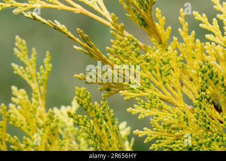 Incense Cedar, Calocedrus, Shoots, Calocedrus decurrens 'Berrima Gold' Stock Photo