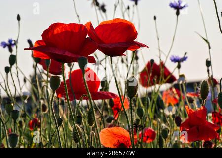 A closeup of red poppies growing in a sunny field Stock Photo