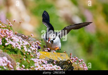 Puffin bird 'Fratercula arctica' with sand eel fish in beak and wings outstretched lands on rocks. Great Saltee Island, Ireland Stock Photo