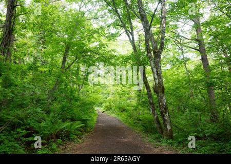 Goshikinuma promenade in fresh green Stock Photo