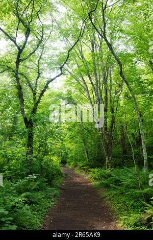 Goshikinuma promenade in fresh green Stock Photo