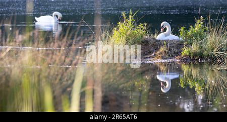 swan nesting on a lake Stock Photo