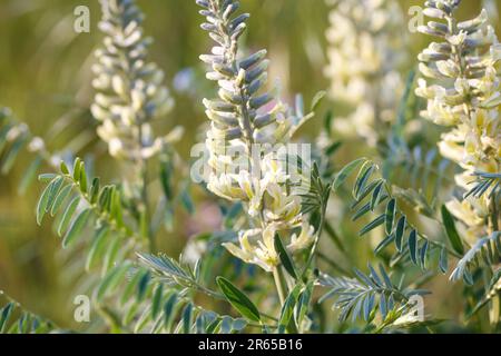 Sophora foxtail, Sophora alopecuroides, Sophora vulgaris, perennial medicinal herb. A species of the genus Sophora in the legume family Fabaceae Stock Photo