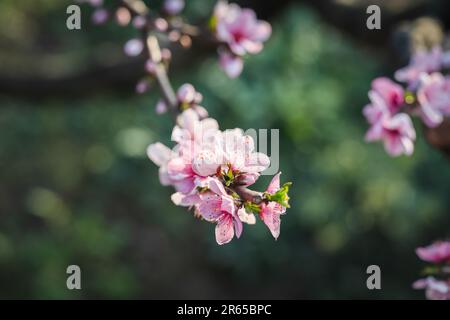 The sunlight shone on the peach blossoms. Stock Photo