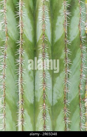 Natural green background - striped ribbed cactus with needles close up Stock Photo