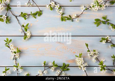 Fresh branch of white cherry blossoms on a blue wooden table with space for text. Top view, flat lay, copy space Stock Photo