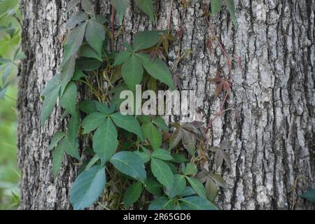 Poison Ivy, Toxicodendron radicans, growing on the trunk of an Oak Tree Stock Photo