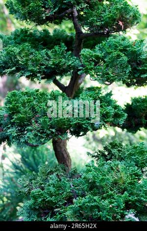 Hinoki Cypress Tree, Chamaecyparis obtusa 'Nana' Chamaecyparis Stock Photo