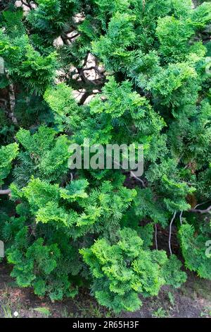 Japanese Cypress, Chamaecyparis obtusa 'Nana Gracilis,' Tree, Chamaecyparis 'Nana Gracilis', Hinoki False Cypress Stock Photo