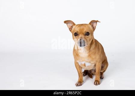 A mixed breed small chihuahua small dog on a white background with copy space Stock Photo