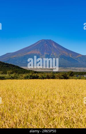 Fuji and ears of rice before harvest Stock Photo - Alamy
