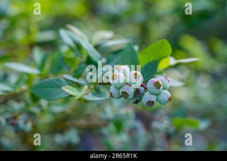 A close-up shot of blueberries growing on a plant in a forest environment Stock Photo