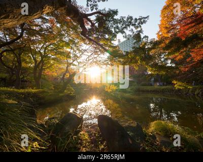 Hibiya park autumn leaves Stock Photo