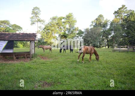 Horses grazing on grass on rural farm next to animal feed place with trees in background Stock Photo