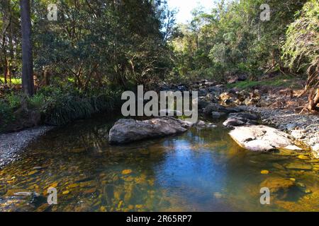 A picturesque landscape of a stream flowing through a wooded area surrounded by lush green trees Stock Photo