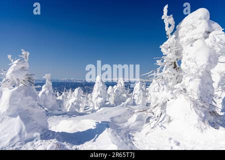 Frost covered trees in Zao Stock Photo