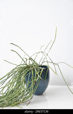 Rhipsalis Heidelberg (mistletoe cactus) houseplant with long green foliage, in a blue ceramic pot. Isolated on a white background, with negative space Stock Photo