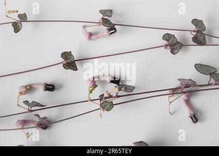Close up of string of hearts houseplant (Ceropegia woodii), flowering vines isolated against a white background. Landscape orientation. Stock Photo