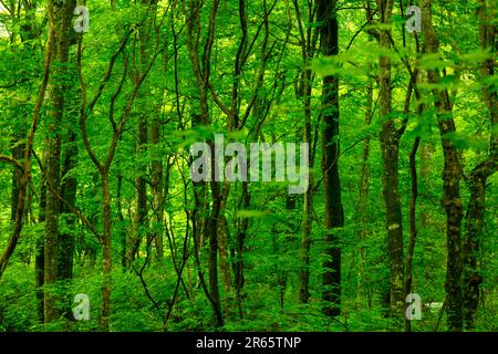 Shirakami Mountains in early summer Stock Photo