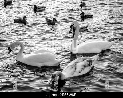 A flock of swans swimming gathered in a large group in a lake in grayscale Stock Photo