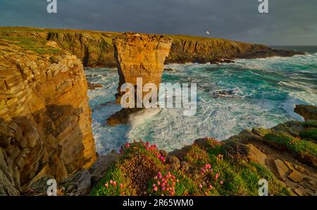 Yesnaby sea stack in spring, Orkney Isles Stock Photo