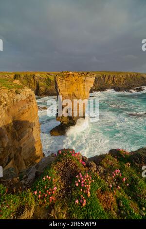 Yesnaby sea stack in spring, Orkney Isles Stock Photo