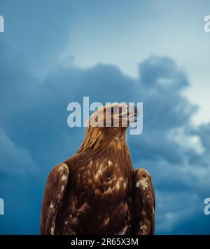 An adult bald eagle is perched atop a tree stump, its wings spread wide, against a backdrop of clouds and blue sky Stock Photo