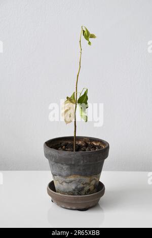 Lemon tree (Citrus limon) houseplant which is dry and dying. In a brown terracotta pot and isolated on a white background. Portrait orientation. Stock Photo