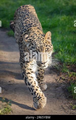 CLOSE UP photos reveal a vicious fight between two male leopards who ...