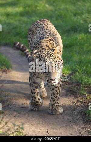 CLOSE UP photos reveal a vicious fight between two male leopards who ...