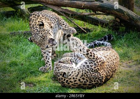CLOSE UP photos reveal a vicious fight between two male leopards who ...