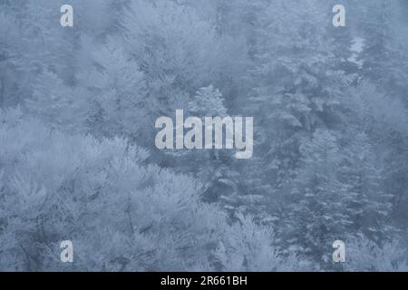 Frost covered trees in Zao Stock Photo